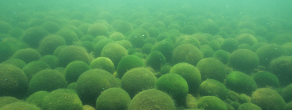 fondale di un lago ricoperto di alghe sferiche